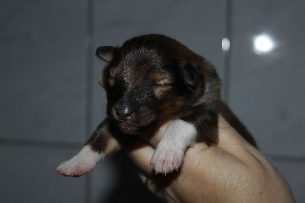 des Hauts Vikings Normands - Chiot disponible  - Shetland Sheepdog