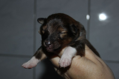 CHIOT 2