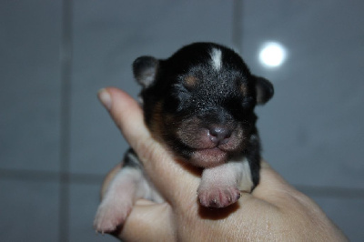 CHIOT 3