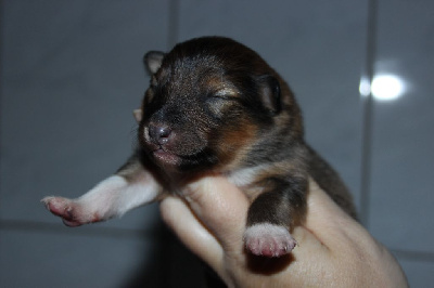 CHIOT 1