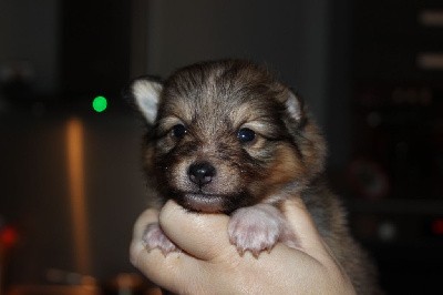 CHIOT 1 UKY