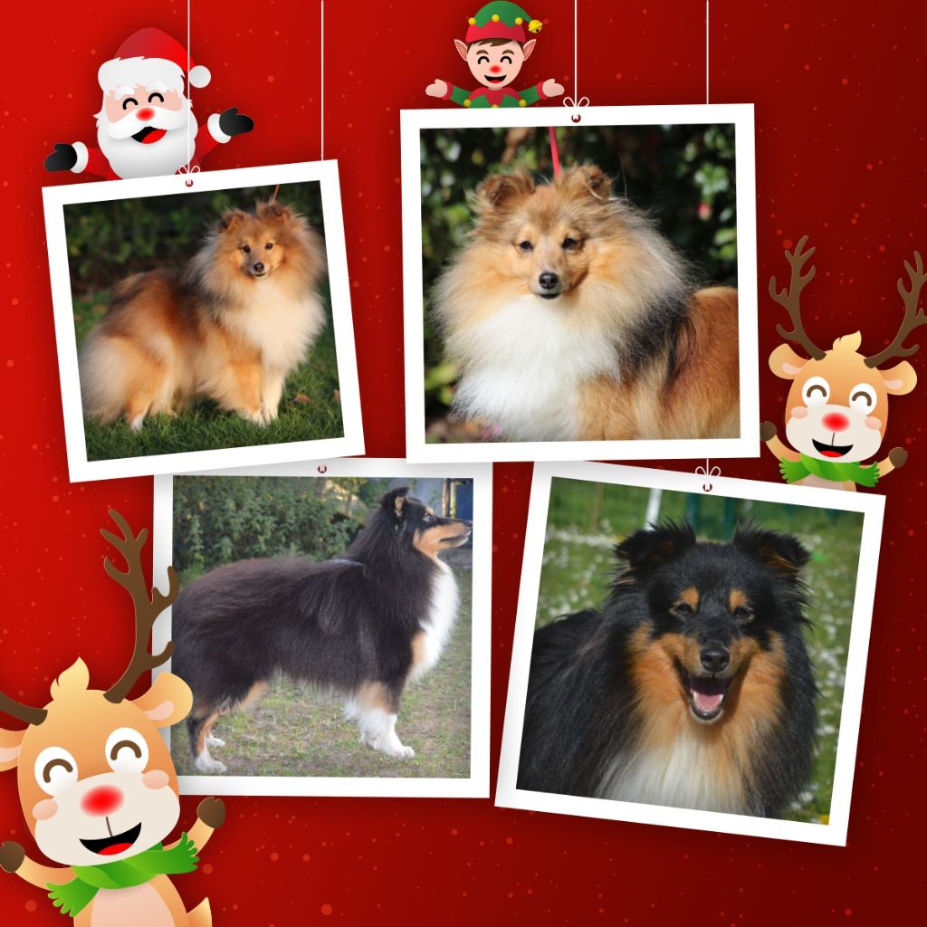 chiot Shetland Sheepdog des Hauts Vikings Normands