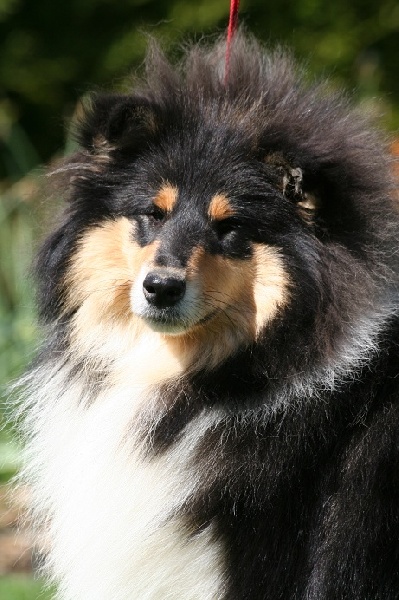 Gaïa bella des Hauts Vikings Normands