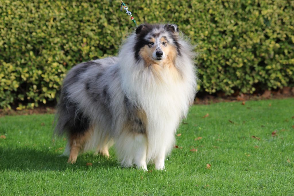 Tayka bella blue des Hauts Vikings Normands