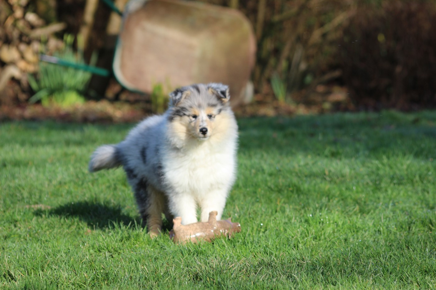 A Bohemian Rhapsody des Hauts Vikings Normands
