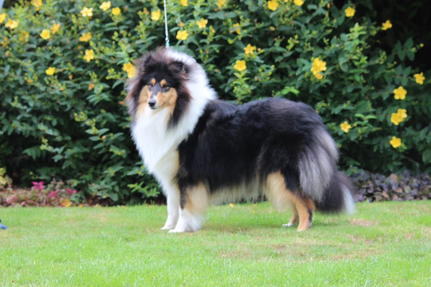 Volturi Black du domaine des Emeraudes