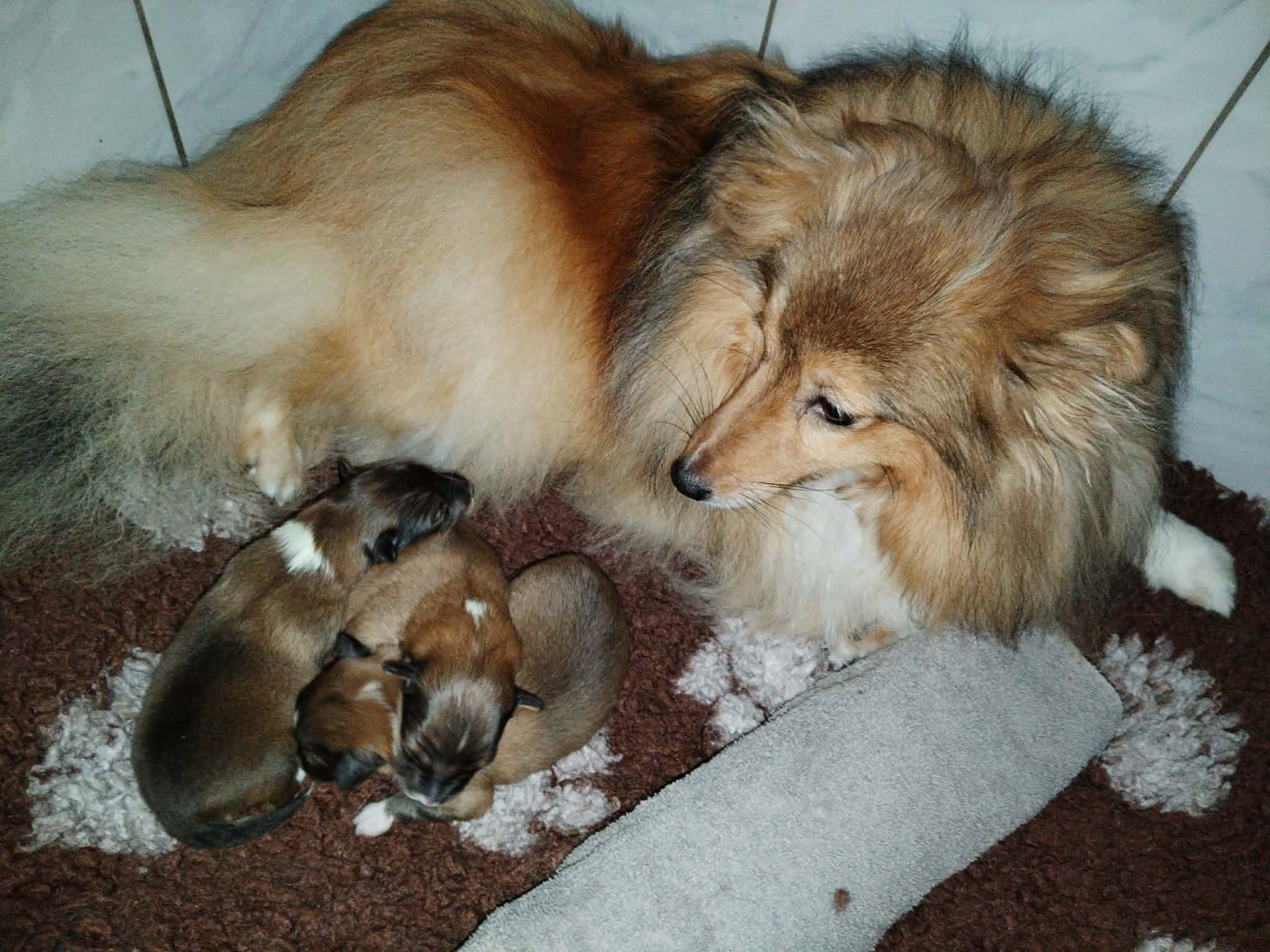 Chiot Shetland Sheepdog des Hauts Vikings Normands