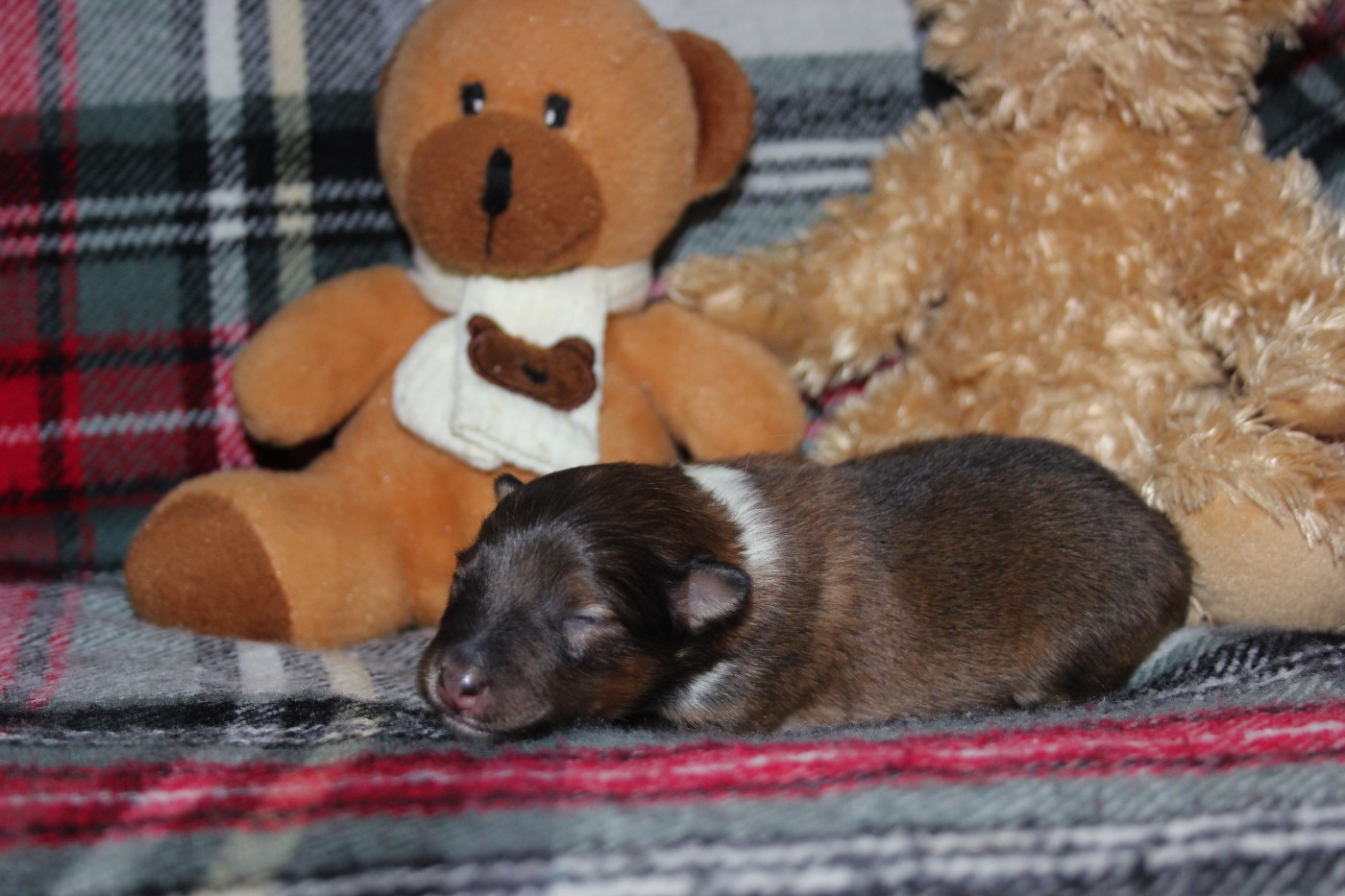 des Hauts Vikings Normands - Chiots disponibles - Shetland Sheepdog