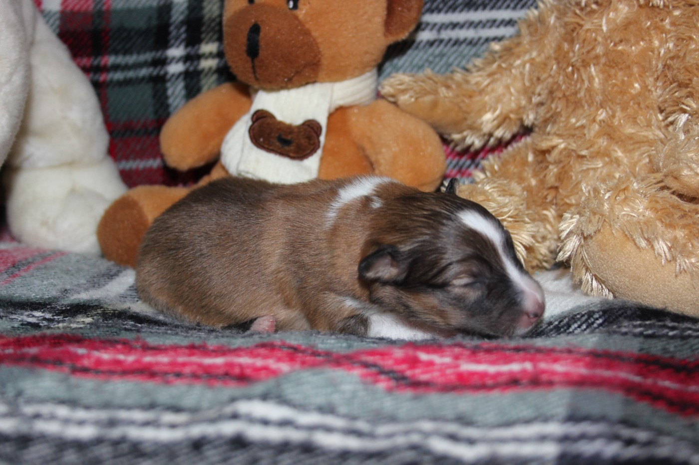 des Hauts Vikings Normands - Chiots disponibles - Shetland Sheepdog