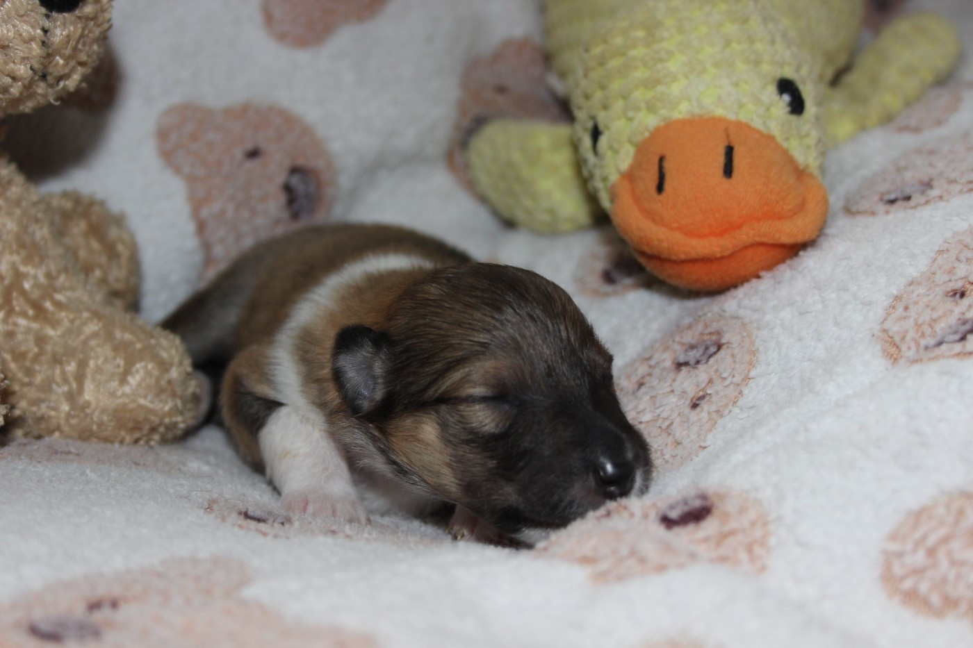 des Hauts Vikings Normands - Chiots disponibles - Colley à poil long