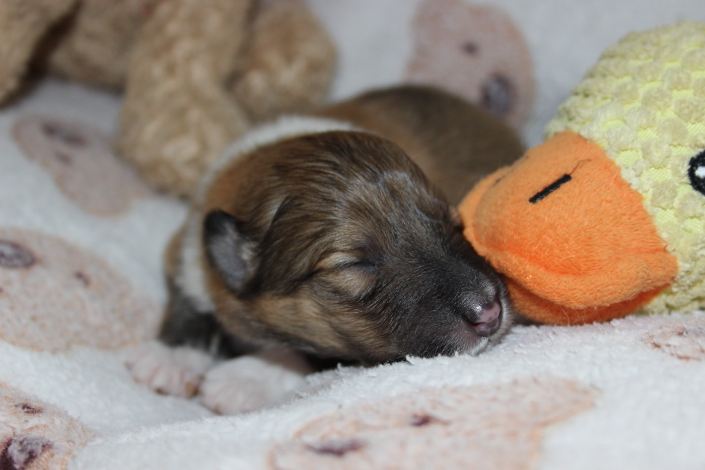 des Hauts Vikings Normands - Chiots disponibles - Colley à poil long