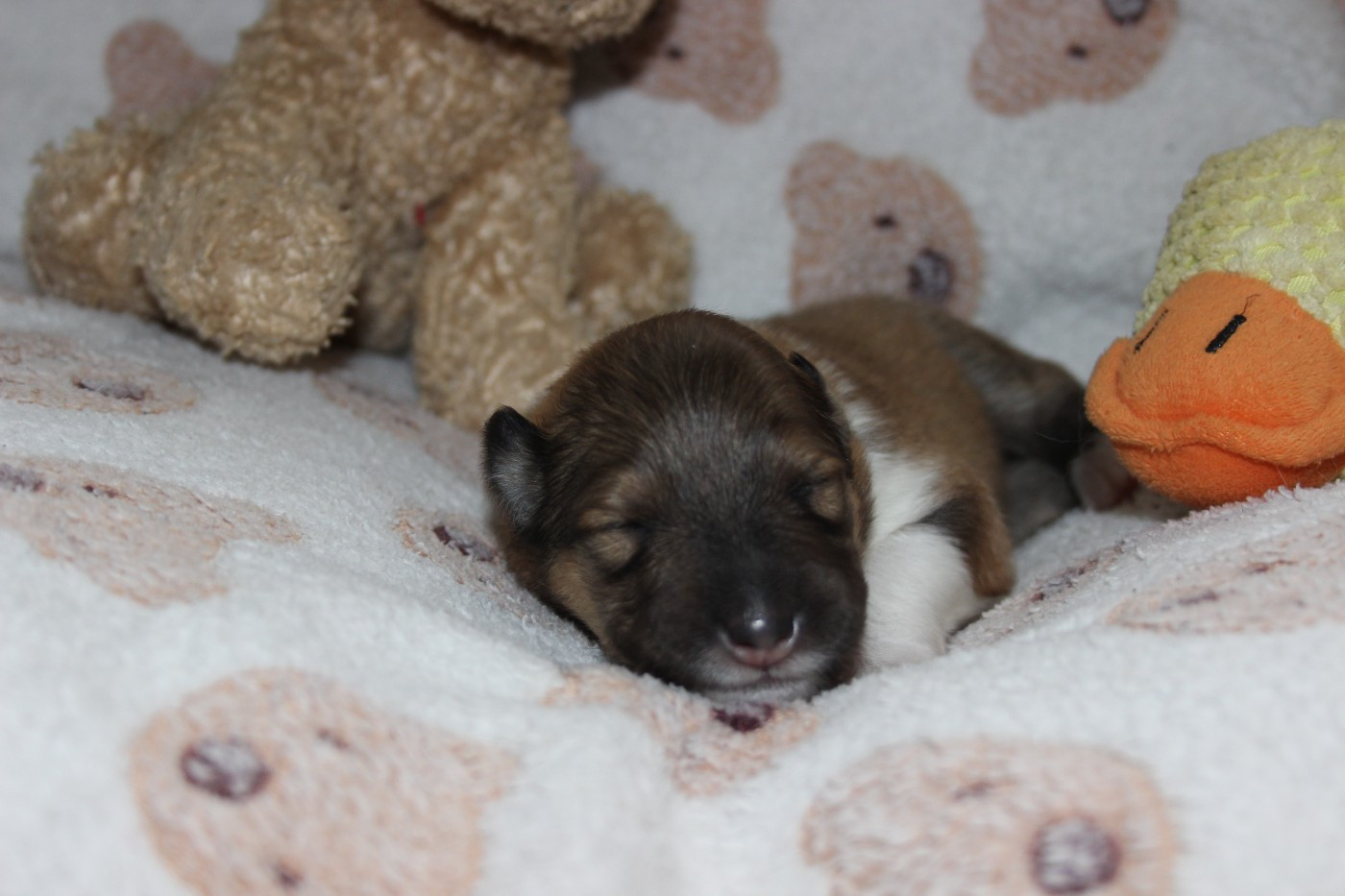 des Hauts Vikings Normands - Chiots disponibles - Colley à poil long