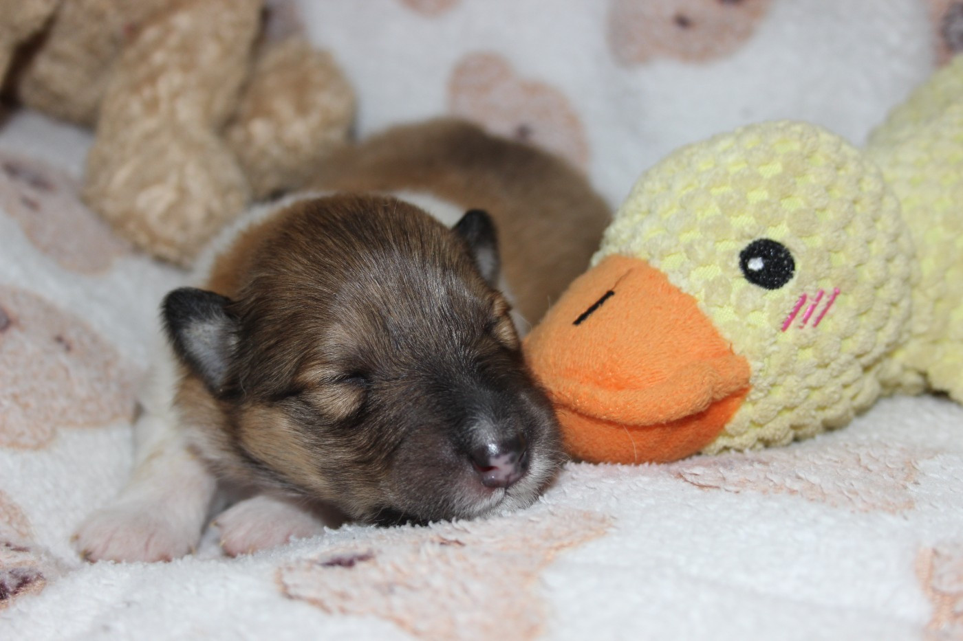 des Hauts Vikings Normands - Chiots disponibles - Colley à poil long
