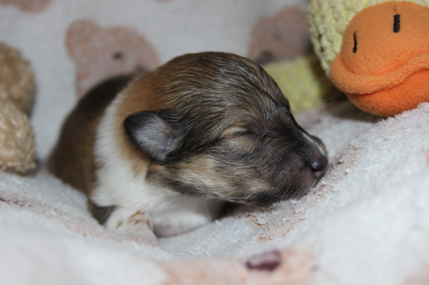 des Hauts Vikings Normands - Chiots disponibles - Colley à poil long