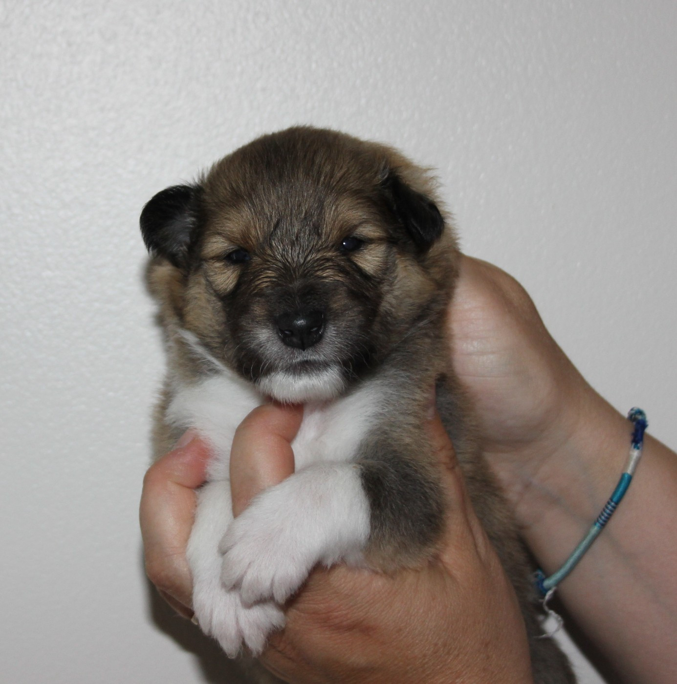 des Hauts Vikings Normands - Chiots disponibles - Colley à poil long