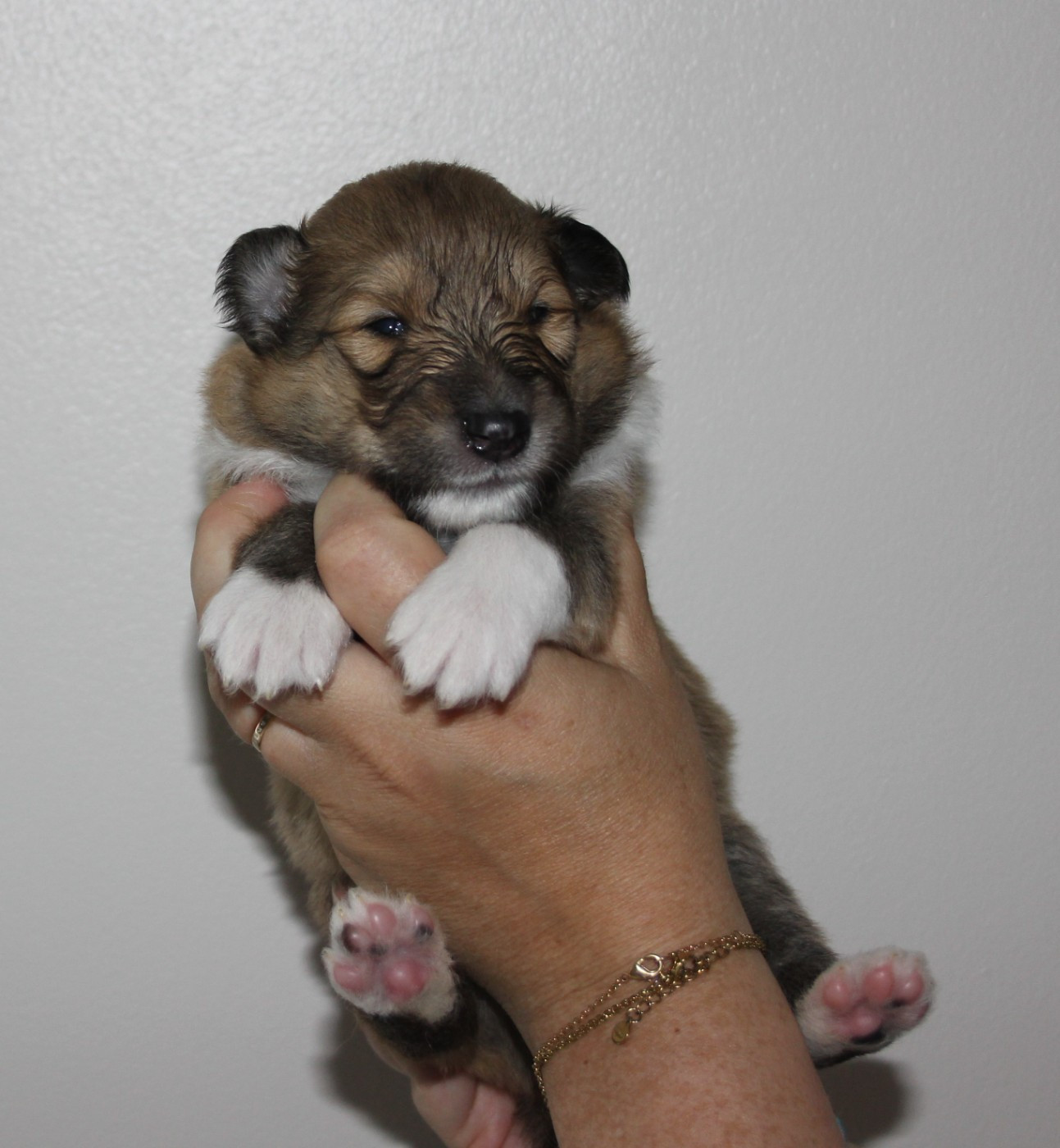 des Hauts Vikings Normands - Chiots disponibles - Colley à poil long
