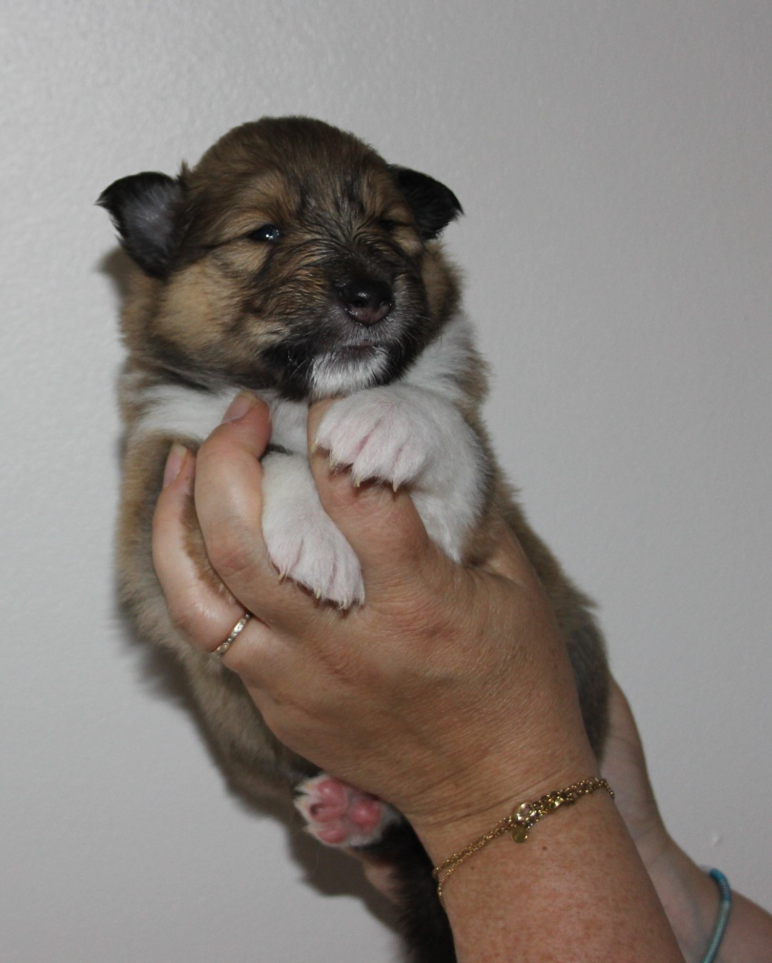 des Hauts Vikings Normands - Chiots disponibles - Colley à poil long