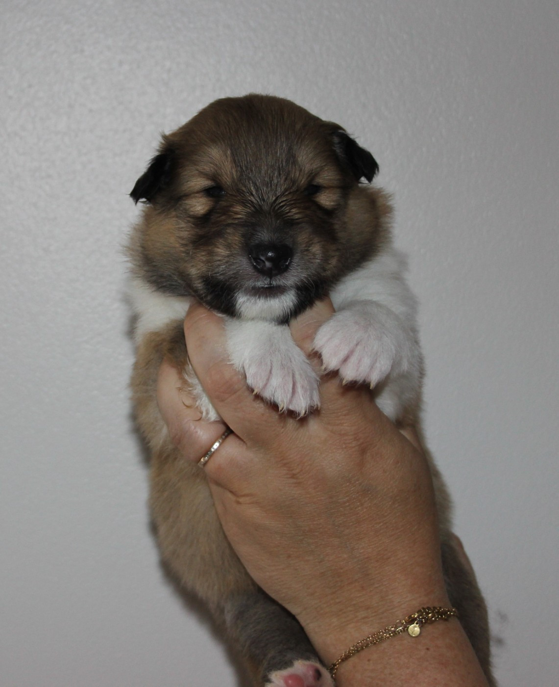 des Hauts Vikings Normands - Chiots disponibles - Colley à poil long
