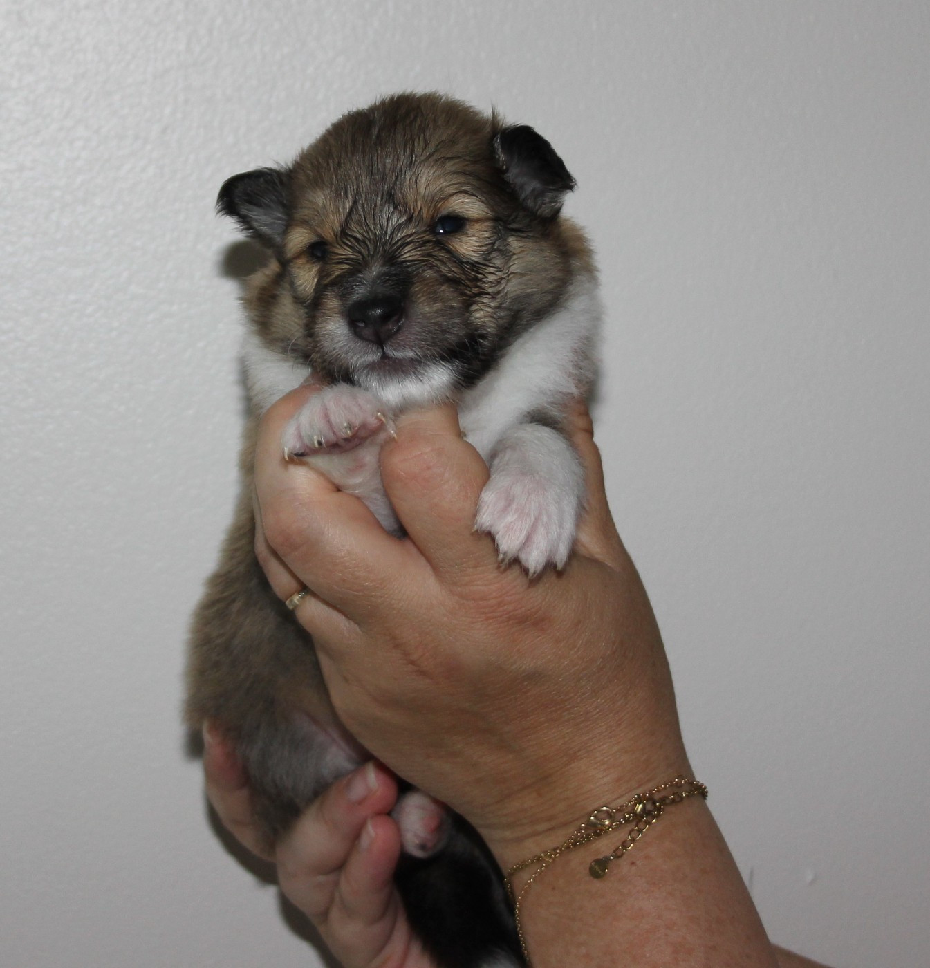 des Hauts Vikings Normands - Chiots disponibles - Colley à poil long