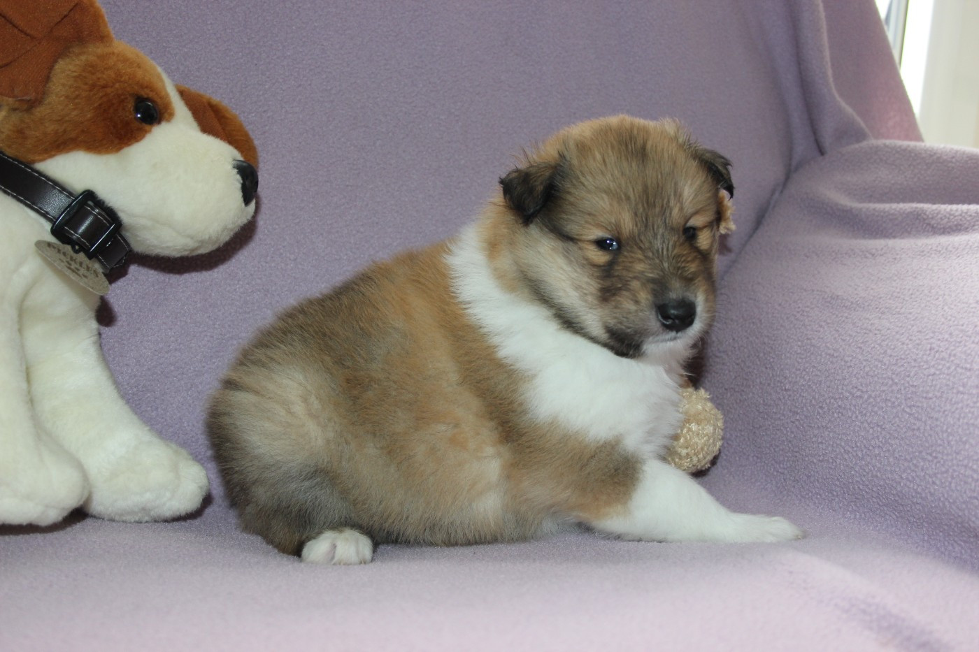 des Hauts Vikings Normands - Chiots disponibles - Colley à poil long