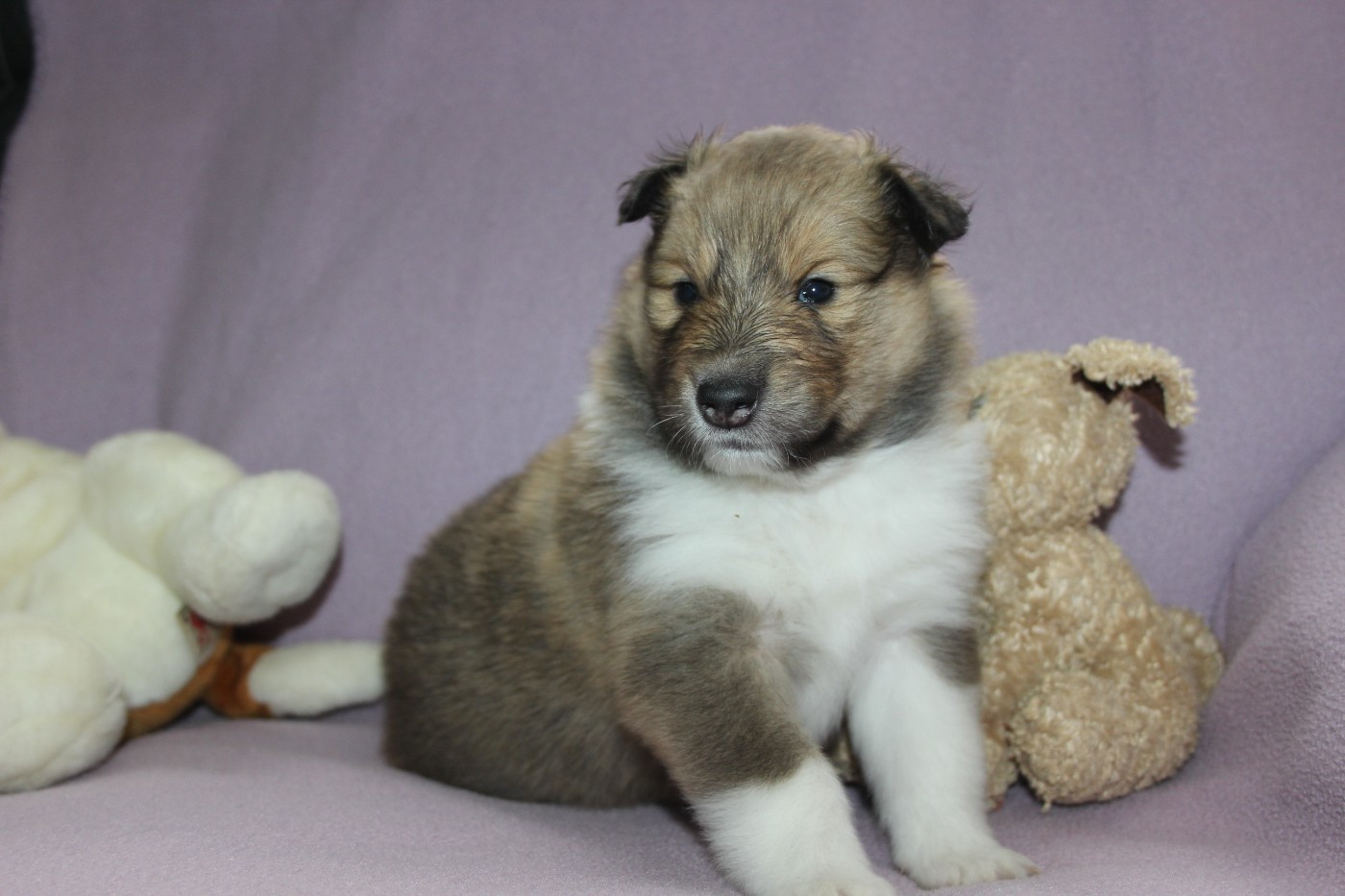 des Hauts Vikings Normands - Chiots disponibles - Colley à poil long