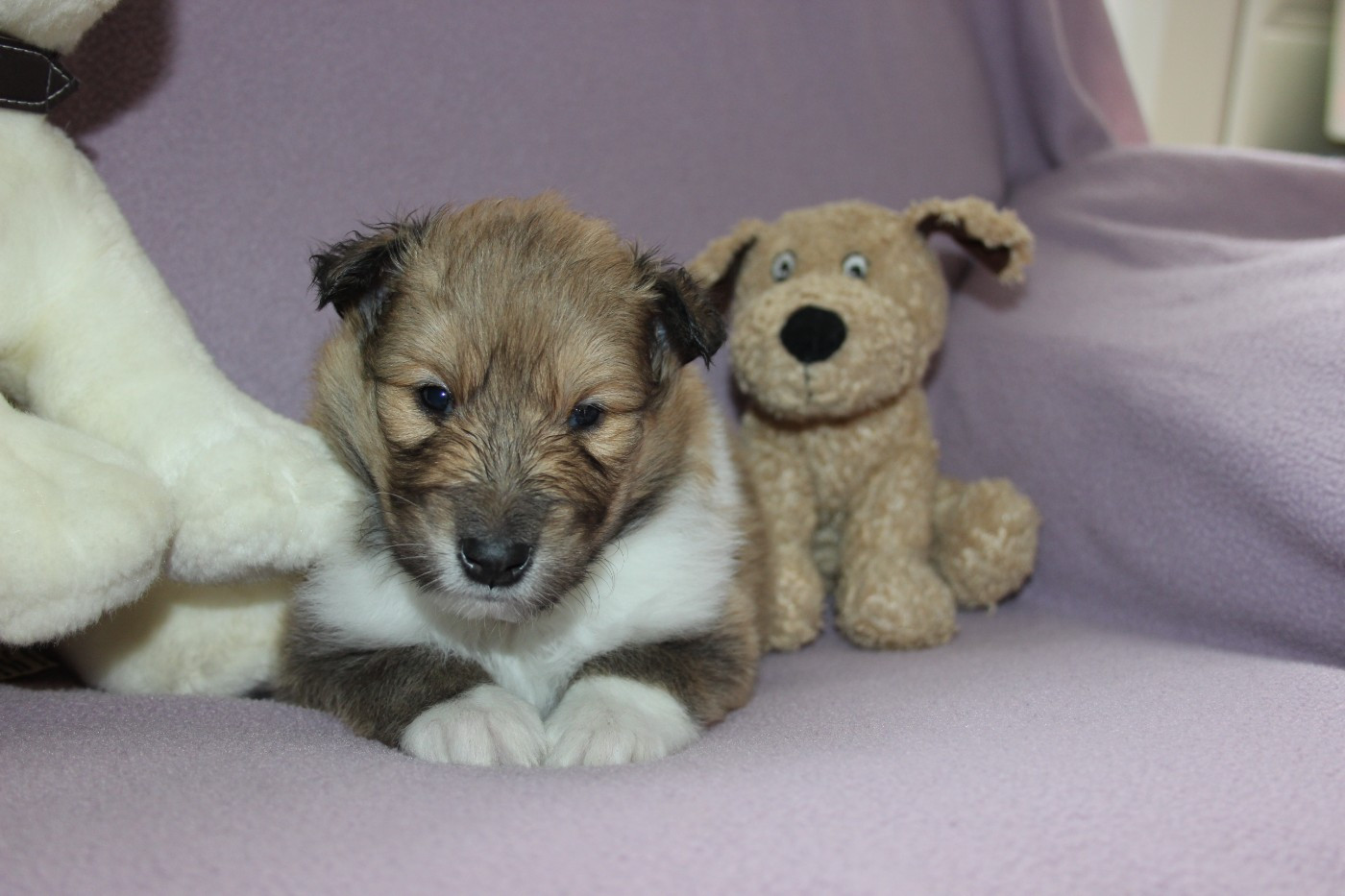 des Hauts Vikings Normands - Chiots disponibles - Colley à poil long