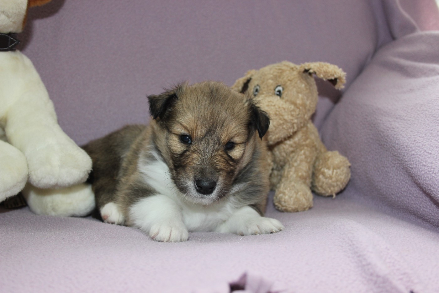 des Hauts Vikings Normands - Chiots disponibles - Colley à poil long