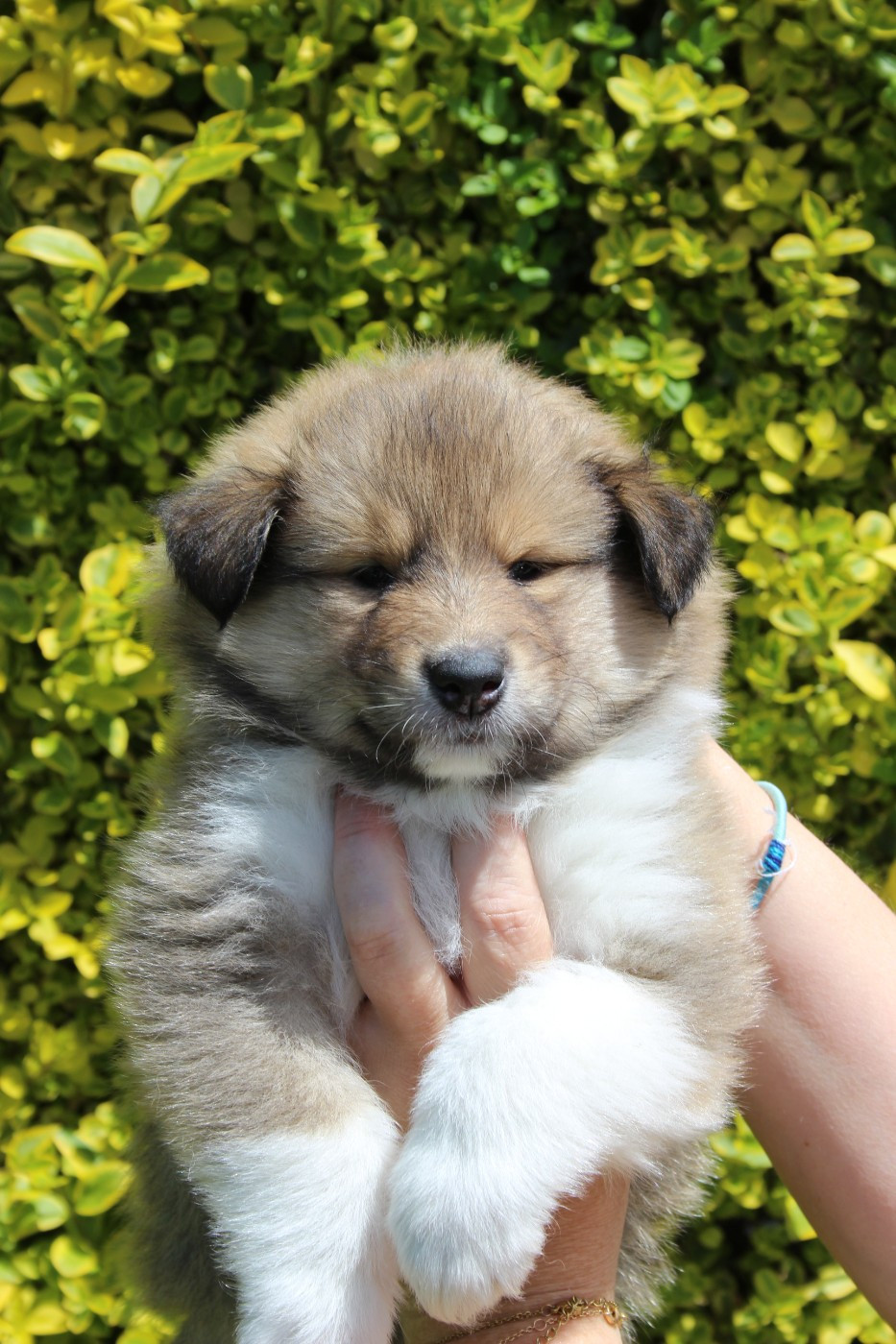 des Hauts Vikings Normands - Chiots disponibles - Colley à poil long