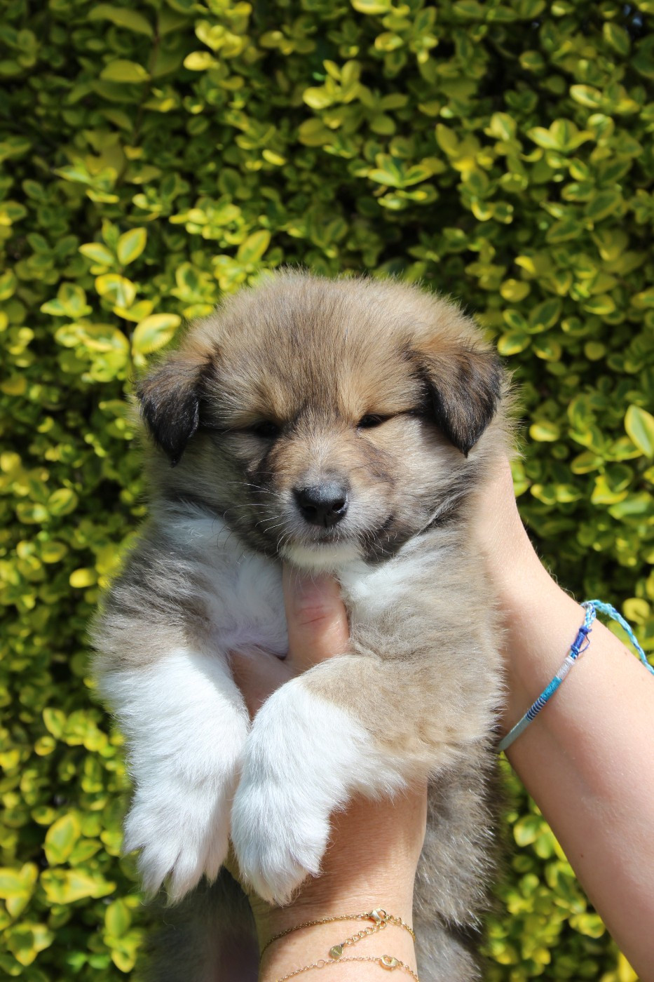 des Hauts Vikings Normands - Chiots disponibles - Colley à poil long