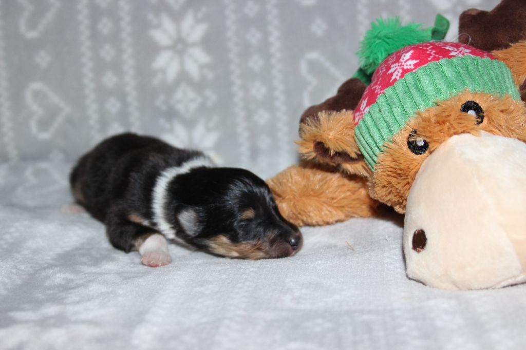 des Hauts Vikings Normands - Chiots disponibles - Colley à poil long