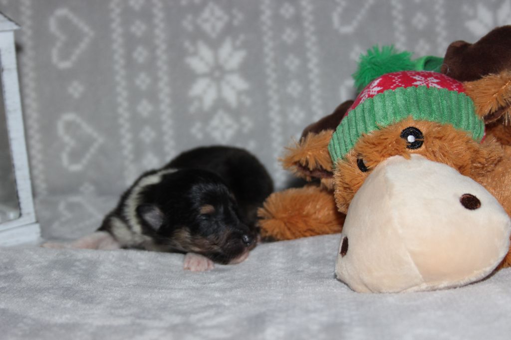 des Hauts Vikings Normands - Chiots disponibles - Colley à poil long