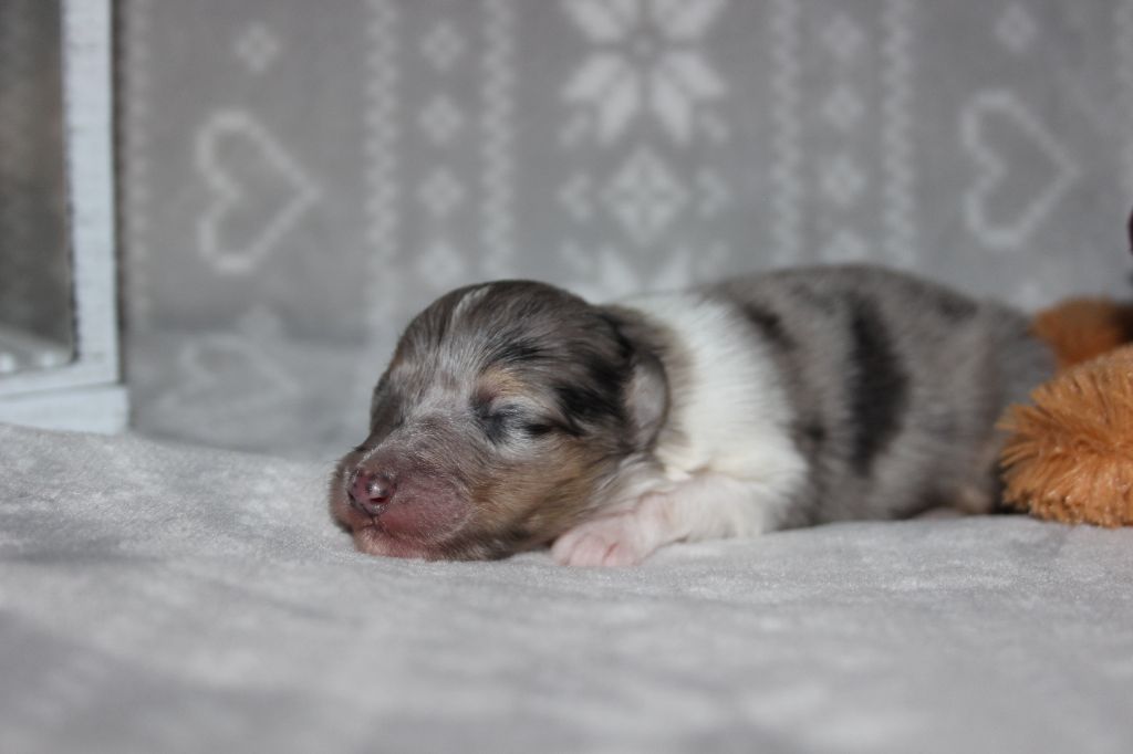 des Hauts Vikings Normands - Chiots disponibles - Colley à poil long