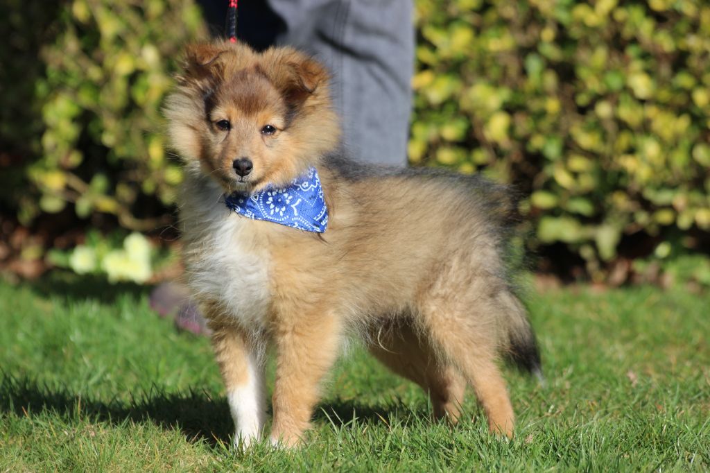 des Hauts Vikings Normands - Chiots disponibles - Shetland Sheepdog