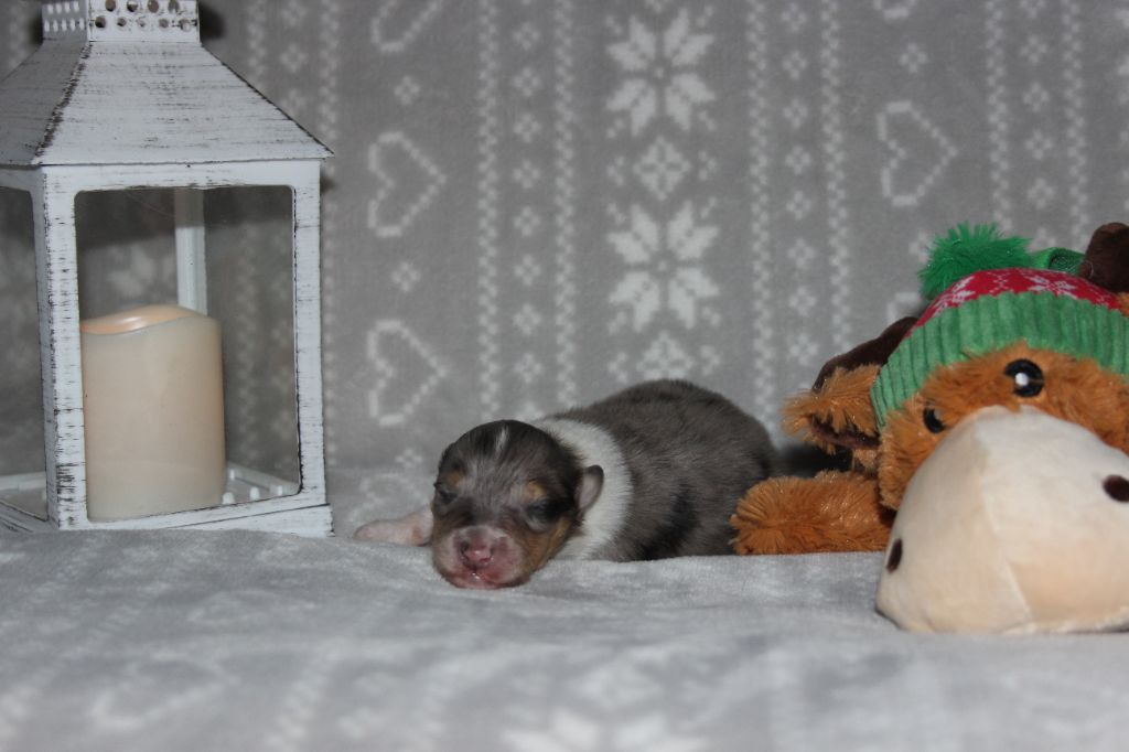 des Hauts Vikings Normands - Chiots disponibles - Colley à poil long