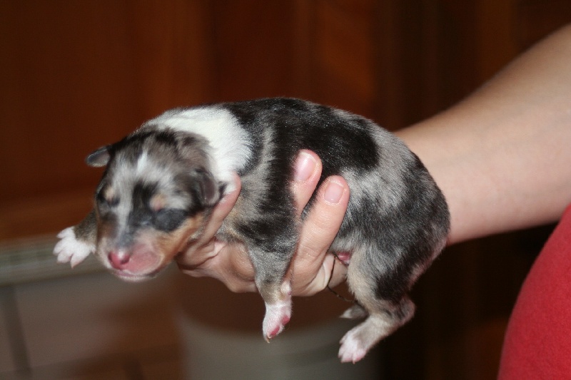 des Hauts Vikings Normands - Colley à poil long - Portée née le 10/10/2008