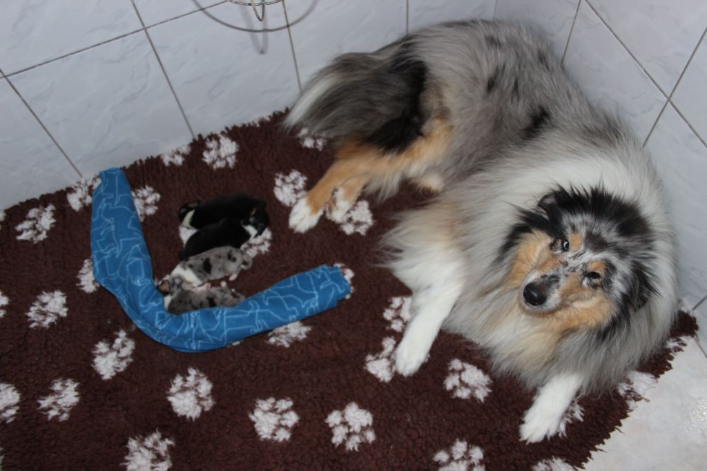 Chiot Colley à poil long des Hauts Vikings Normands